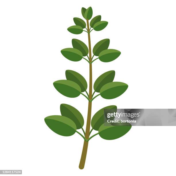 marjoram-symbol auf transparentem hintergrund - majoran stock-grafiken, -clipart, -cartoons und -symbole