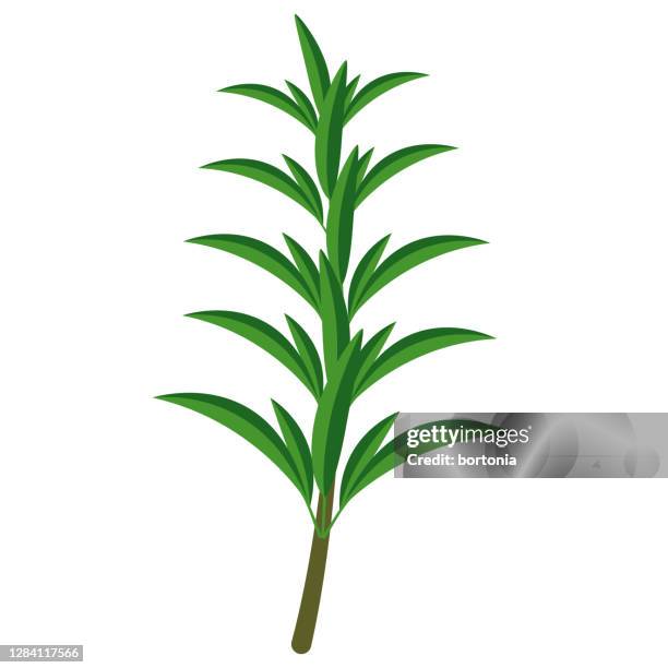 savory icon on transparent background - mint leaf stock illustrations