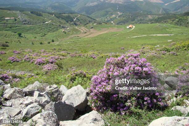 rhododendron (rhododendron ponticum subsp. baeticum) - rhododendron stock pictures, royalty-free photos & images