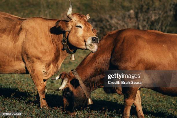 cows couple with cowbell preening - grooming fotografías e imágenes de stock