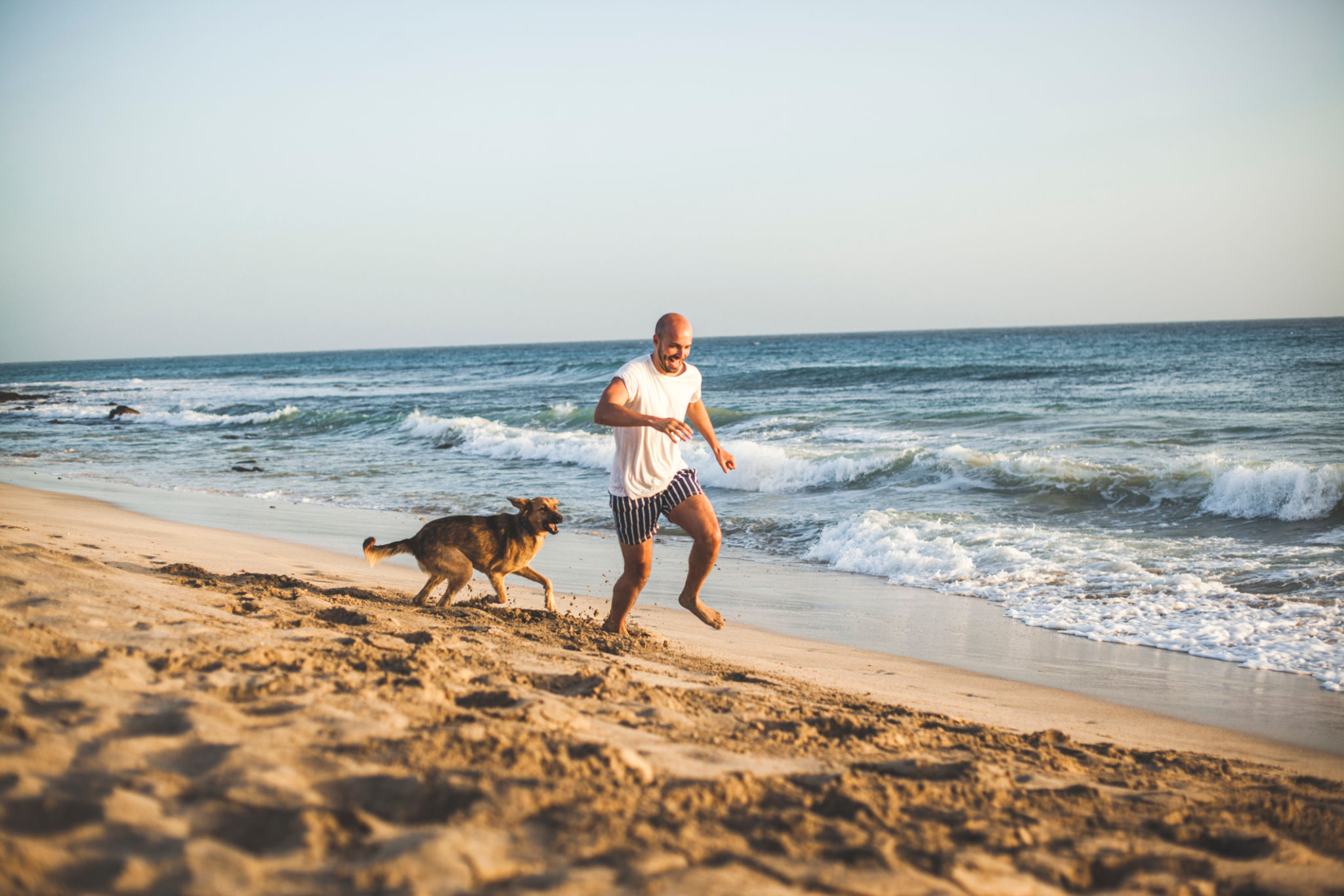 beach dog safety