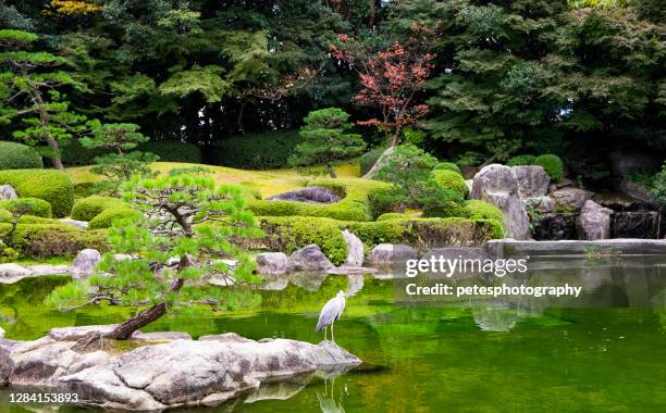 伝統的なスタイルの日本庭園と池と鯉 - fukuoka prefecture ストックフォトと画像