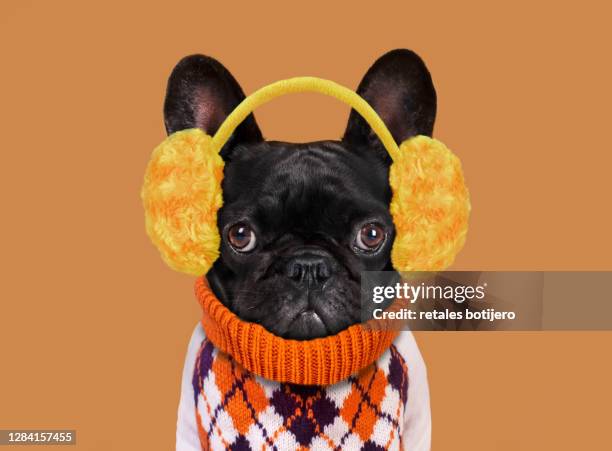 funny dog with plush earmuffs - roupa quente imagens e fotografias de stock