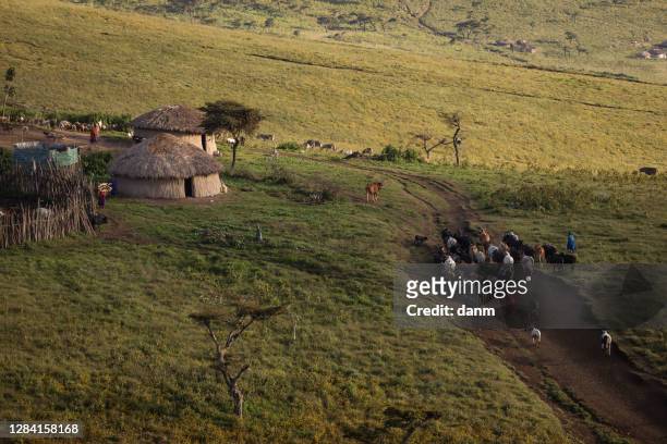masai village in ngorongoro crater. small masai huts in african savanna, tanzania - ngorongoro conservation area stock pictures, royalty-free photos & images