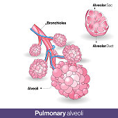 Anatomy of Human Pulmonary alveoli, Respiration anatomy: Gas exchange