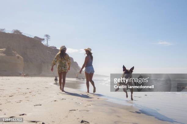 dog beach - san diego california beach stock pictures, royalty-free photos & images