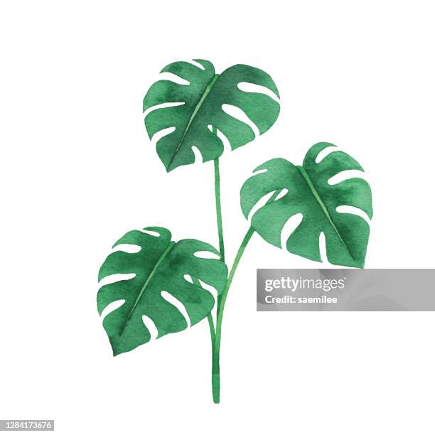 aquarell monstera blätter - monstera stock-grafiken, -clipart, -cartoons und -symbole
