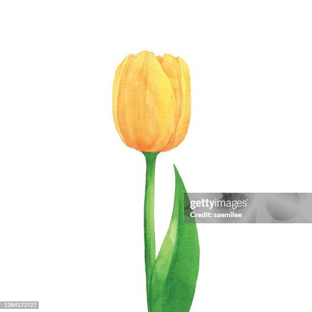 ilustraciones, imágenes clip art, dibujos animados e iconos de stock de acuarela amarillo tulipán - single flower