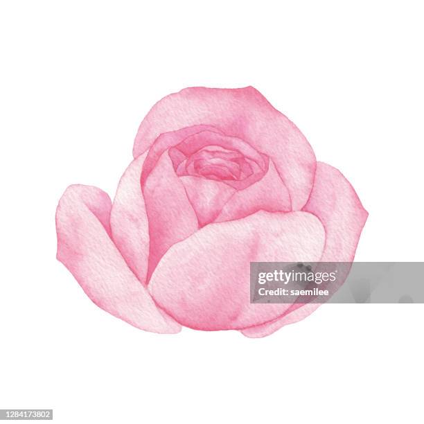 aquarell rosa rose blüte - flowers white background stock-grafiken, -clipart, -cartoons und -symbole