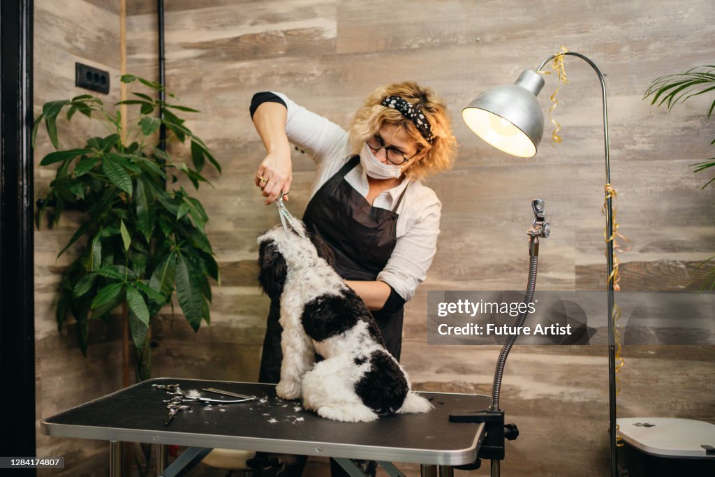Caniche en el salón de cuidados
