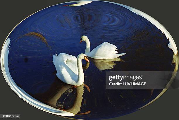 two swans oval composition in color, - bizarre stock illustrations