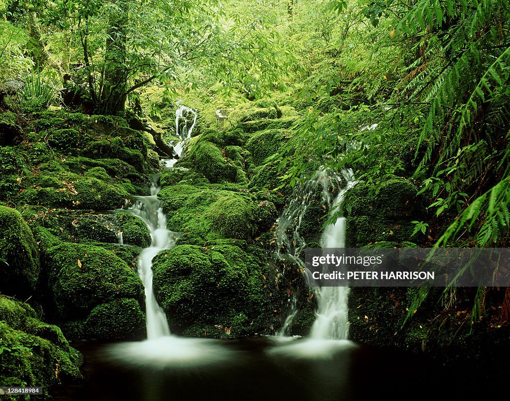 Beech falls, barrington tops, nsw, australia
