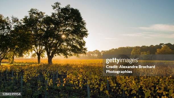 vignes automnales - agritoerisme stockfoto's en -beelden