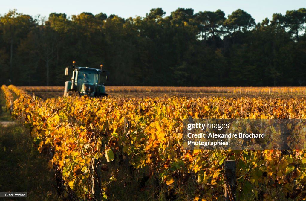 Vignes automnales