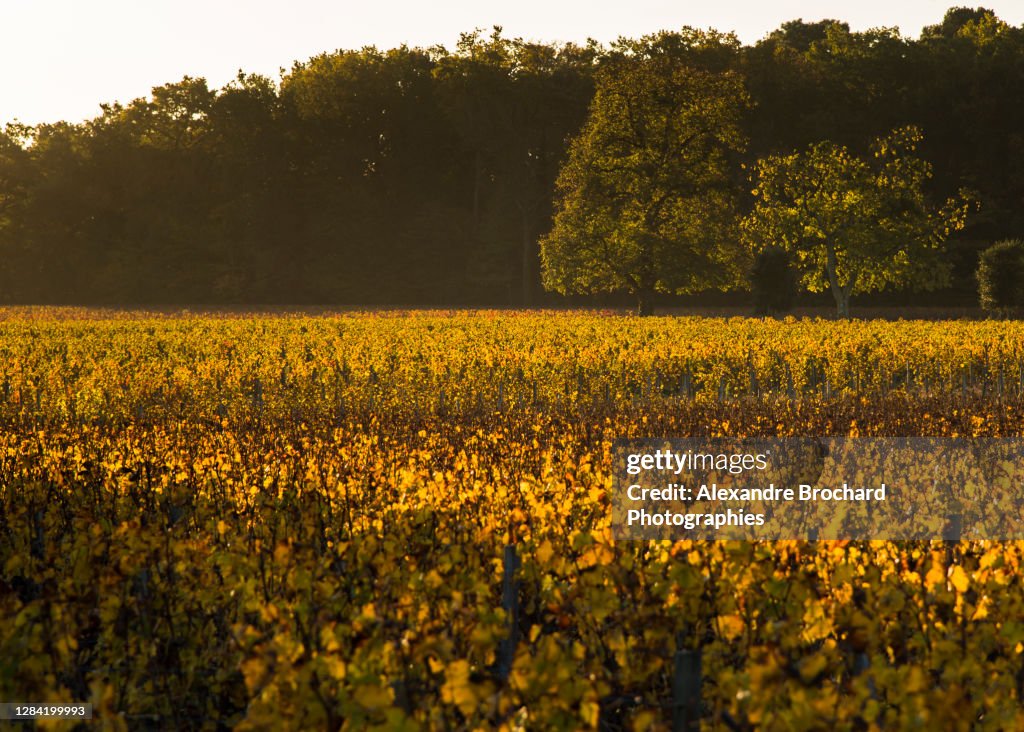 Vignes automnales