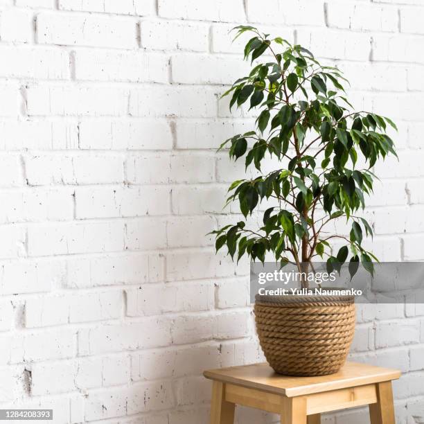 green indoor plant on white wall. close-up. - plante verte bureau photos et images de collection