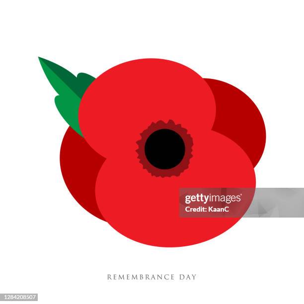 ilustrações de stock, clip art, desenhos animados e ícones de the remembrance day. poppy appeal. flower for remembrance day, memorial day, anzac day in new zealand, australia, canada and great britain. - oriental poppy