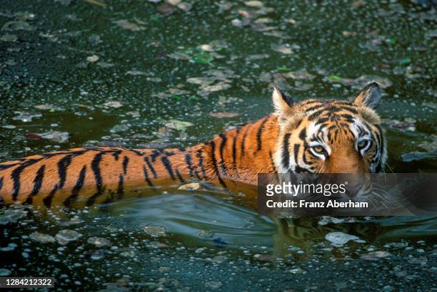 bengal tiger in water, kaziranga national park, india - kaziranga national park photos et images de collection