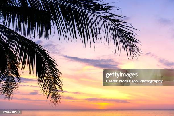 palm tree silhouette durng sunset at tanjung aru beach in kota kinabalu, sabah. - kota kinabalu beach stock pictures, royalty-free photos & images