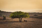 sheep under the shade of a fig tree