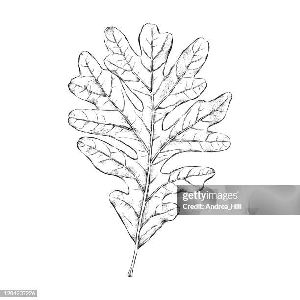 oak leaf ink drawing. vector eps10 illustration - white oak stock illustrations