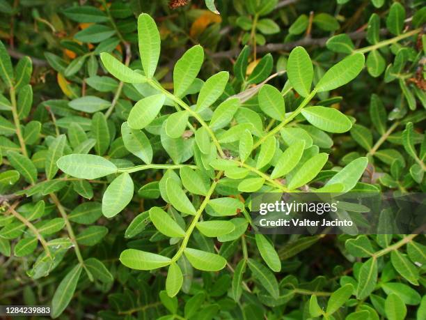 Mastic Color Tree Mastic Tree Photos and Premium High Res Pictures - Getty Images