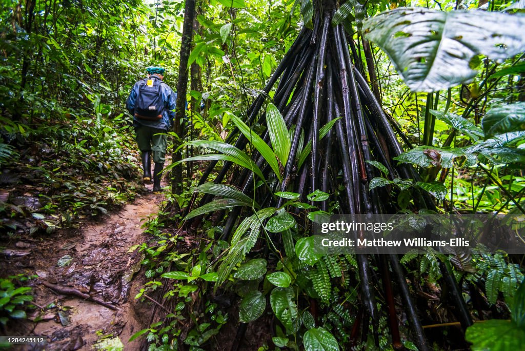 Roots of Walking Palm Tree, Socratea exorrhiza, Amazon Rainforest, Coca, Ecuador, South America
