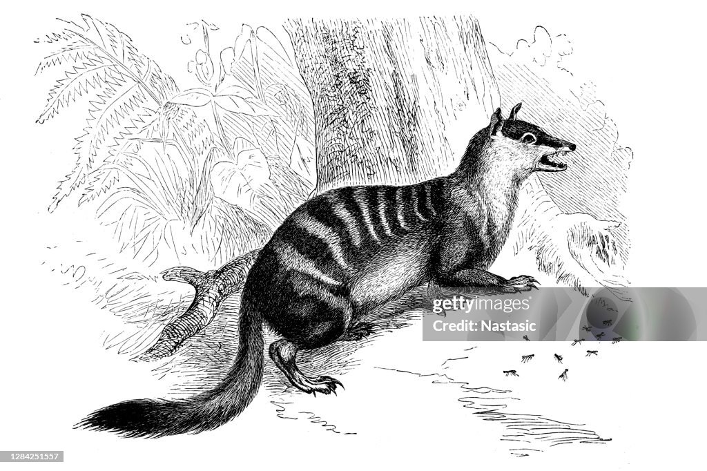 The numbat (Myrmecobius fasciatus) is an insectivorous marsupial native to Western Australia and recently re-introduced to fenced reserves in South Australia and New South Wales