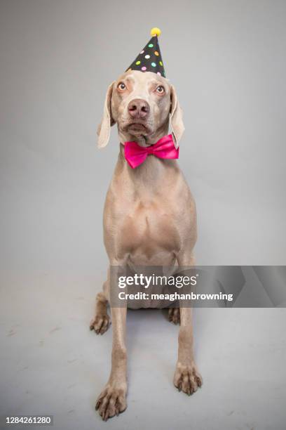 portrait of a weimaraner wearing a bow tie and party hat - weimaraner stock-fotos und bilder