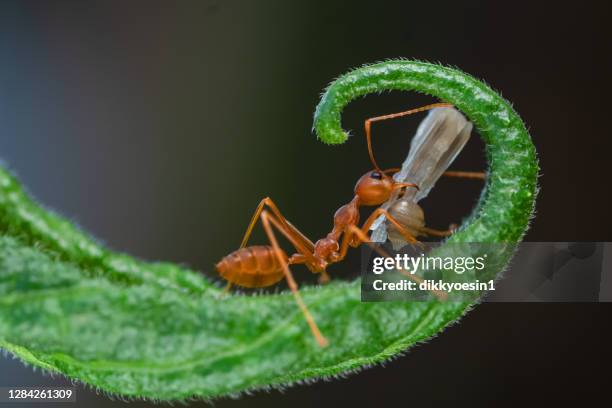 Gant Is Insect Predator Ant Photos and Premium High Res Pictures - Getty Images