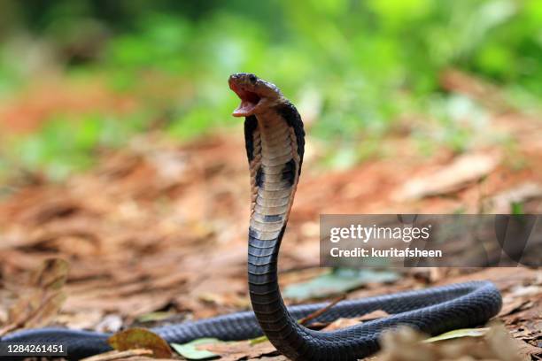 javan cobra ready to strike, indonesia - cobra ストックフォトと画像