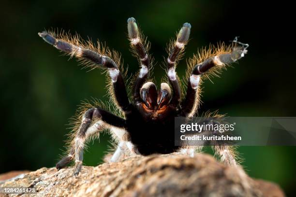 ceratogyrus darlingi tarantula rearing up, indonesia - tarantula stock pictures, royalty-free photos & images
