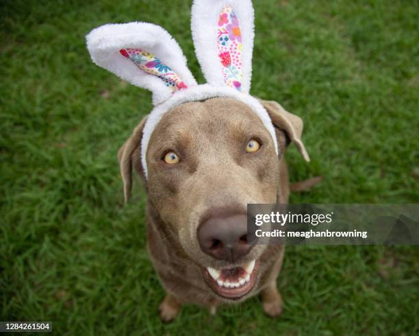 portrait of a silver labrador retriever wearing bunny ears - dog easter stock pictures, royalty-free photos & images