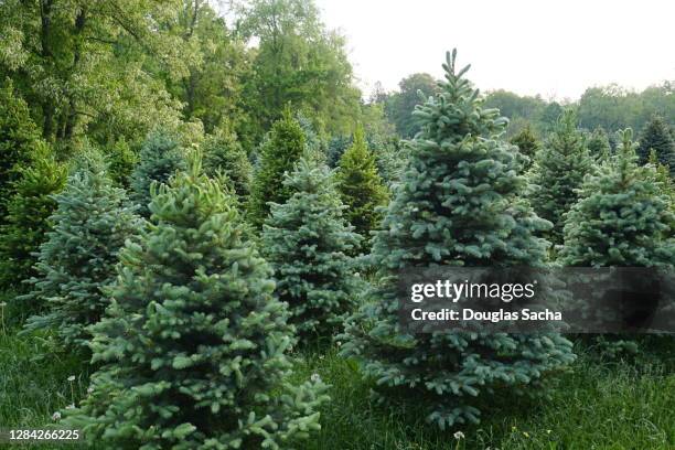 christmas tree farm - nordmann-fir stock pictures, royalty-free photos & images