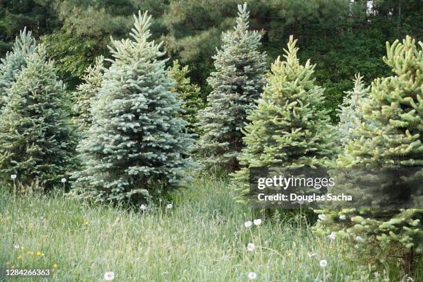 christmas tree farm - douglas fir stock-fotos und bilder