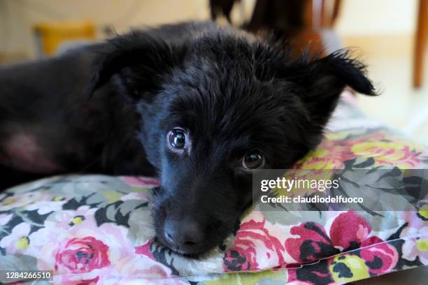 cane da compagnia - animale da compagnia fotografías e imágenes de stock