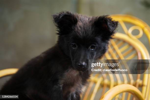 cane da compagnia - animale da compagnia fotografías e imágenes de stock