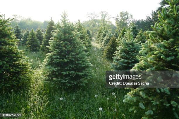 christmas tree farm - coniferous tree foto e immagini stock