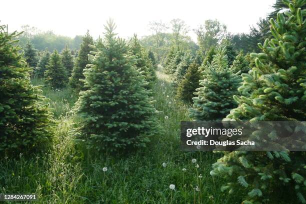 christmas tree farm - spruce stock pictures, royalty-free photos & images