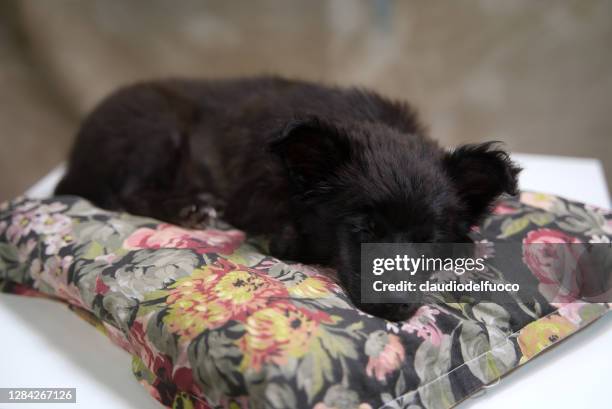 cane da compagnia - animale da compagnia fotografías e imágenes de stock