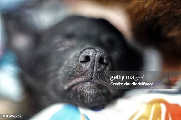 cane da compagnia - animale da compagnia fotografías e imágenes de stock