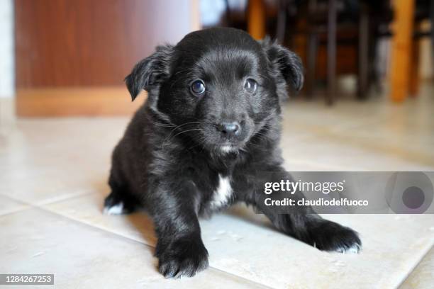 cane da compagnia - animale da compagnia fotografías e imágenes de stock