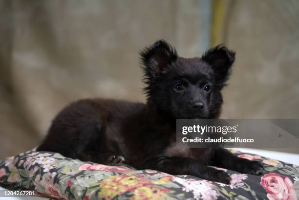 cane da compagnia - animale da compagnia fotografías e imágenes de stock