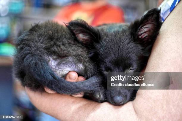 cane da compagnia - animale da compagnia fotografías e imágenes de stock