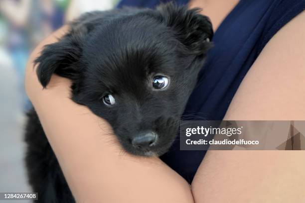 cane da compagnia - animale da compagnia fotografías e imágenes de stock