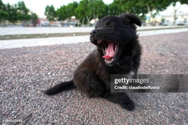 cane da compagnia - animale da compagnia fotografías e imágenes de stock