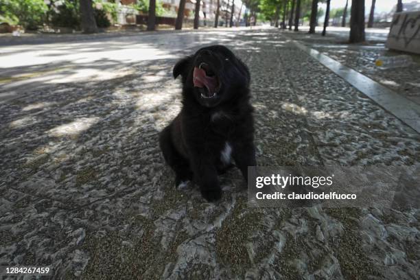 cane da compagnia - animale da compagnia stockfoto's en -beelden