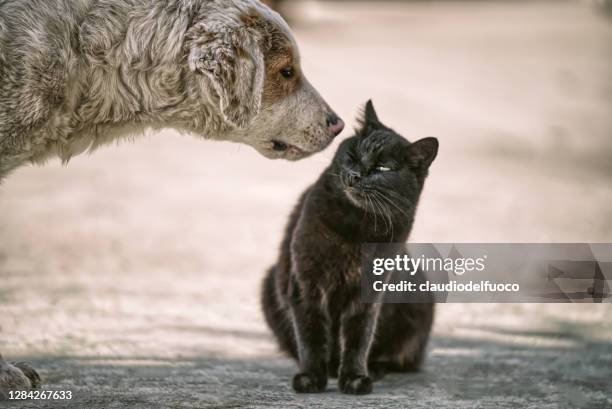 cane da compagnia - animale da compagnia fotografías e imágenes de stock