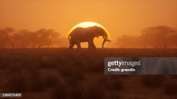 éléphant solitaire marchant au coucher du soleil - elephant africa photos et images de collection