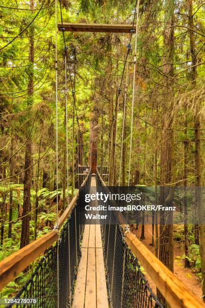 Red Tree Walk 61 Redwoods Treewalk Stock Photos, High-Res Pictures, and Images ...